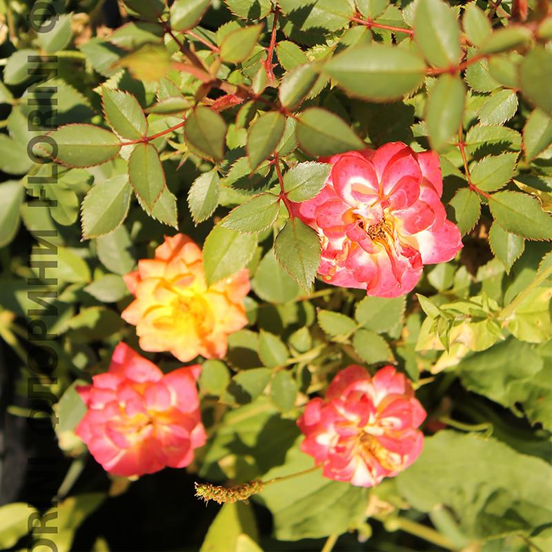 Розы миниатюрные «Мандарин»