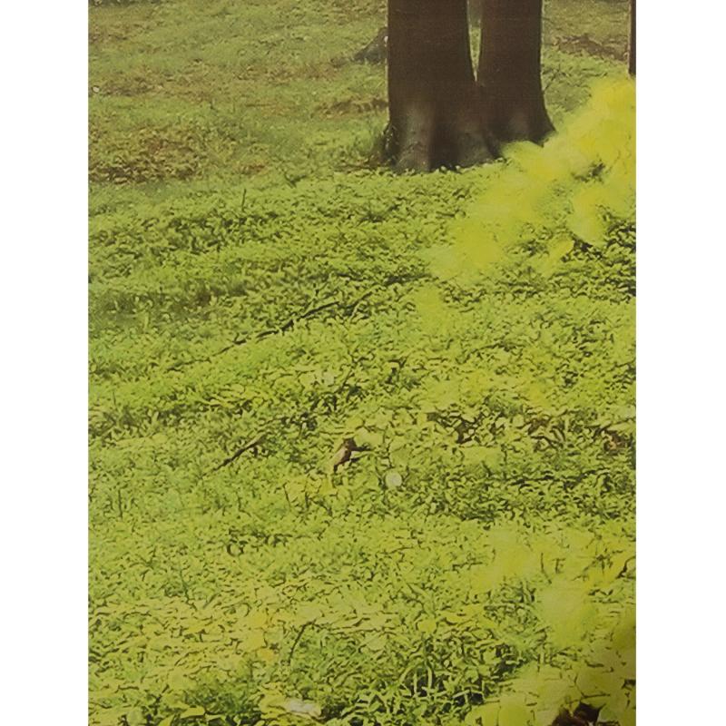 Комплект панелей ПВХ «Сказочный лес»