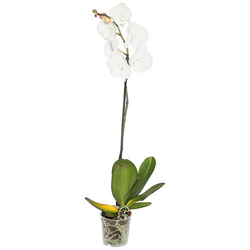 Орхидея Фаленопсис Экстра микс 1 стебель ø12 h55 - 70 см