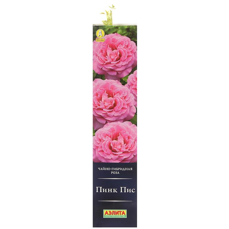Роза чайно-гибридная «Пинк Пис»