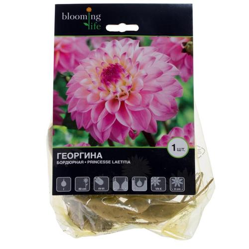 Георгина «Принцесс Латита»