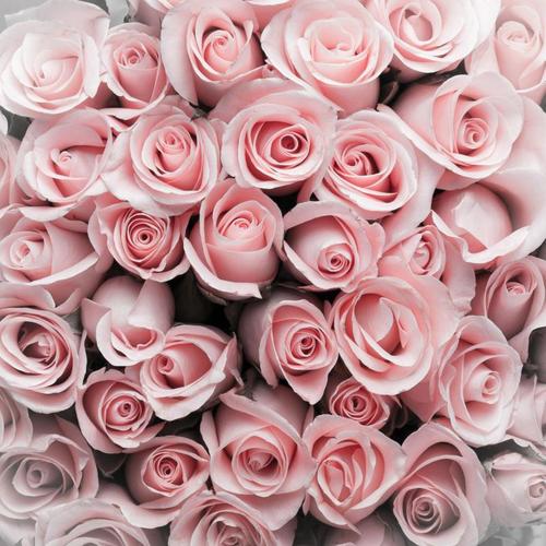 Холст 40х40 см «Розы пастельные»