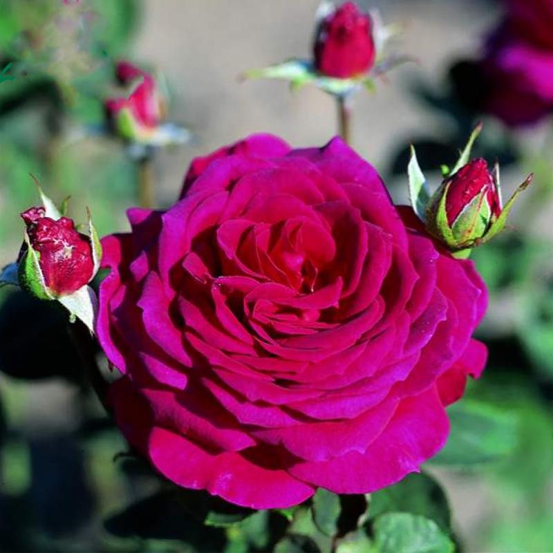 Розы чайно-гибридные «Биг Пёпл»