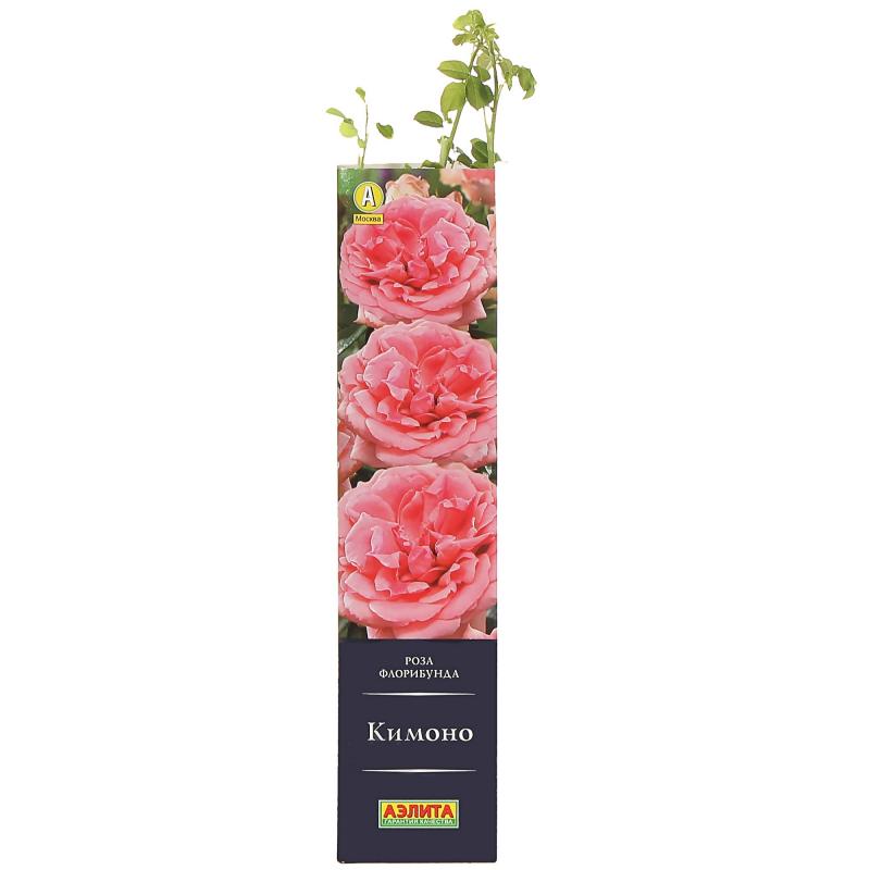 Роза флорибунда «Кимоно»