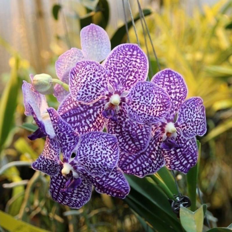 Орхидея Ванда в стекле ø15 h60 см