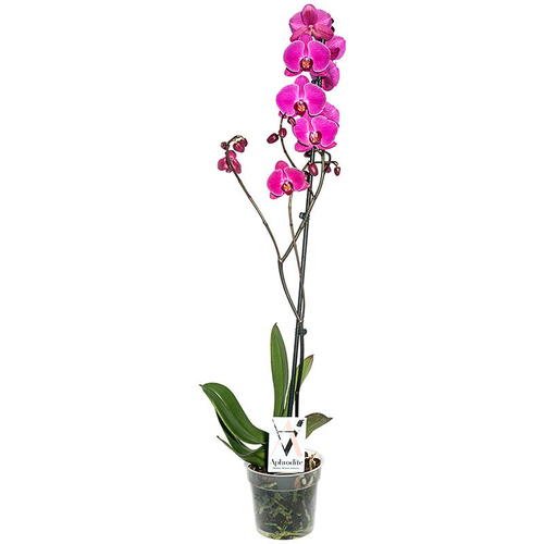 Орхидея Фаленопсис ø15 h85 см