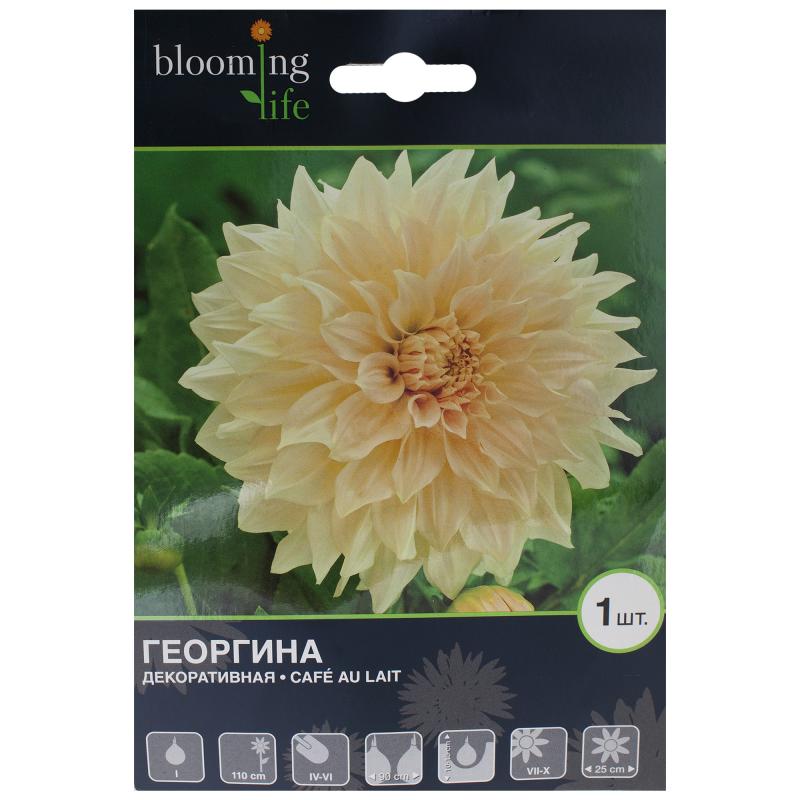 Георгина «Кафе о Лэ»