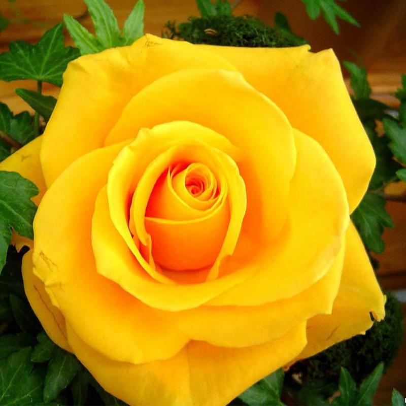 Роза чайно-гибридная «Сфинкс Голд», цвет жёлтый С2