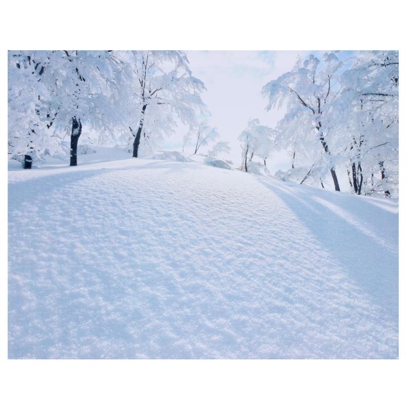 Канвас 40х50 см «Деревья в снегу»