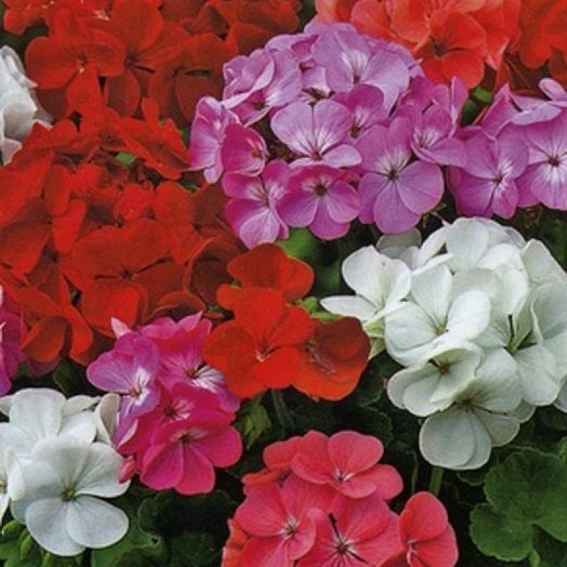 Пеларгония «Магия лета» F2 смесь окрасок
