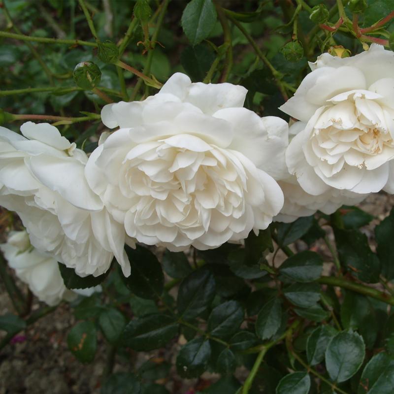 Розы миниатюрные «Вайт Кове»