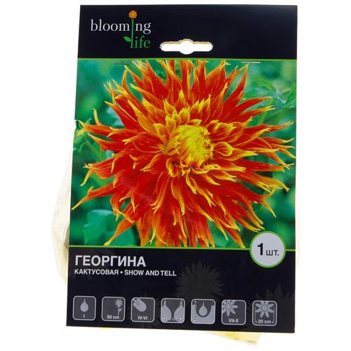 Георгина «Шоу энд Телл I»