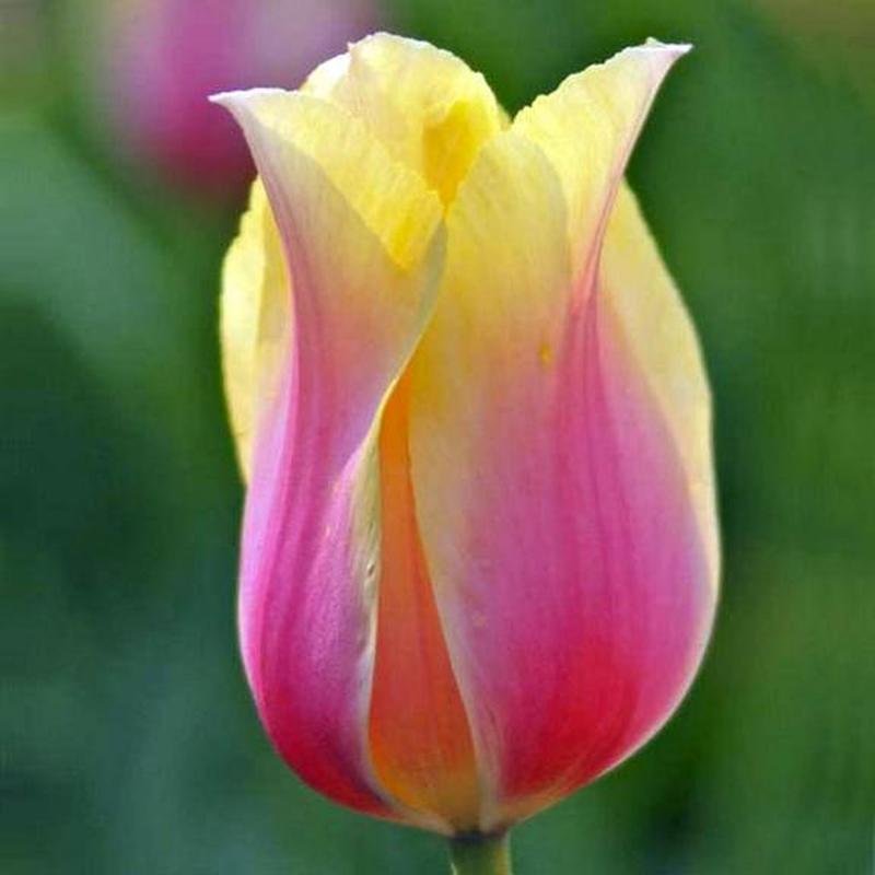 Тюльпан Blushing Lady GEOLIA 1112 636