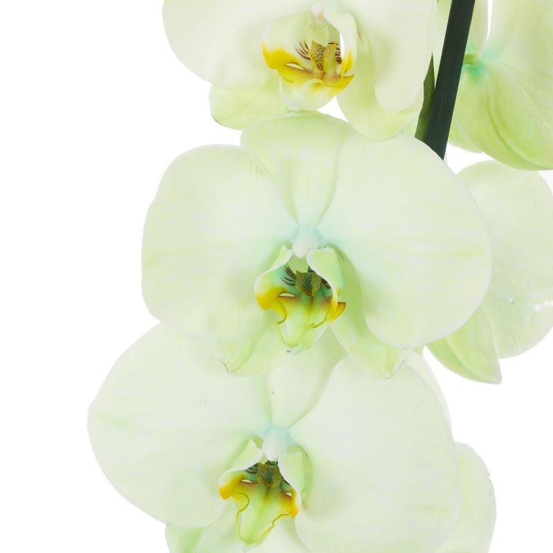 Орхидея Фаленопсис Роял Металлик 1 стебель ø12 h60 см зеленый