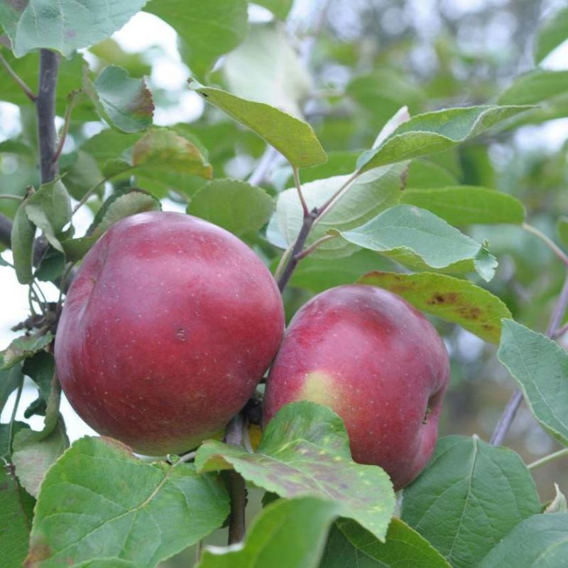 Яблоня сладкая «Белорусское» 7 л