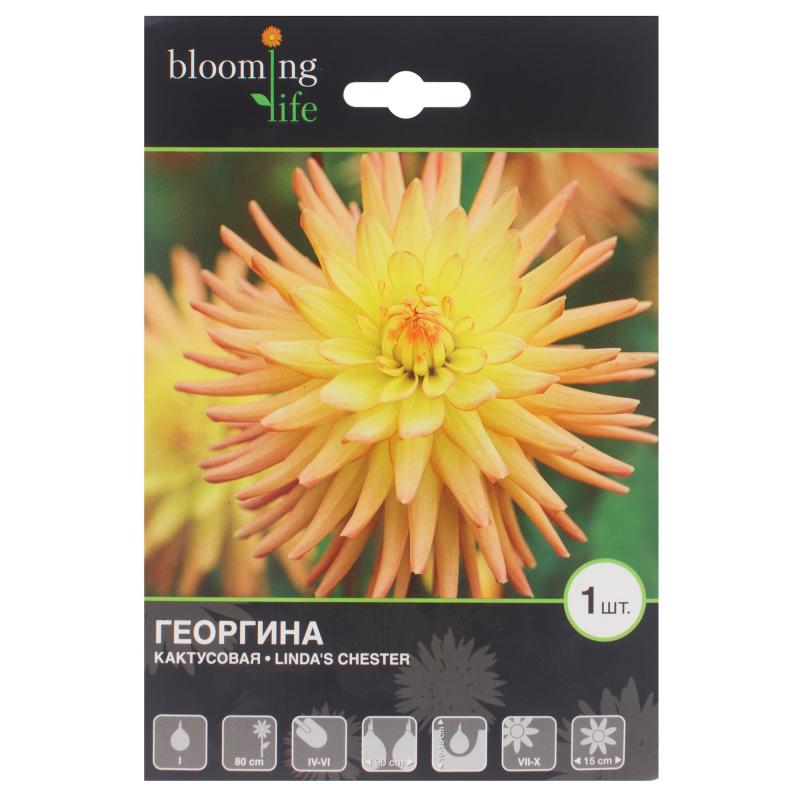 Георгина «Линдас Честер I»
