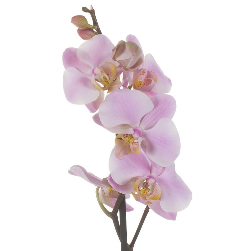 Орхидея Фаленопсис промо ø12 h40 - 55 см