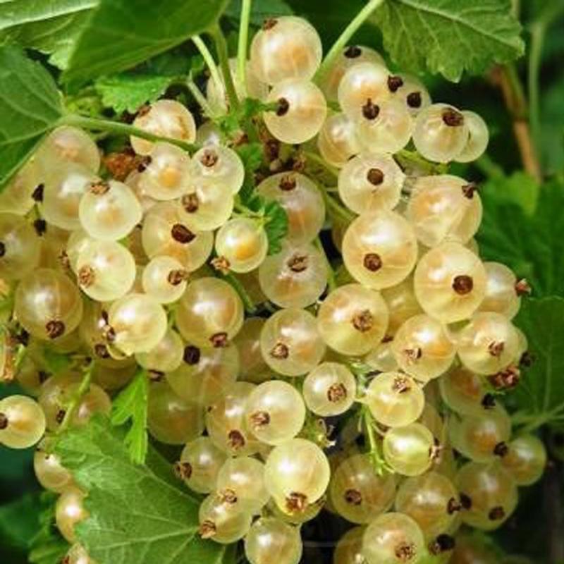Смородина белая Версальская (тб 9*9)
