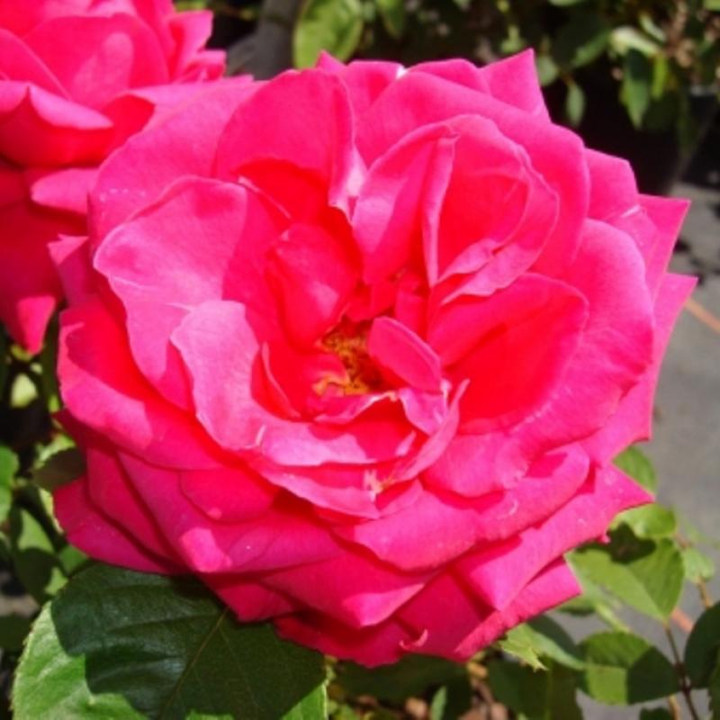 Роза Pink Heidelberg, плетистая, 300 гр. (роз.пакет)