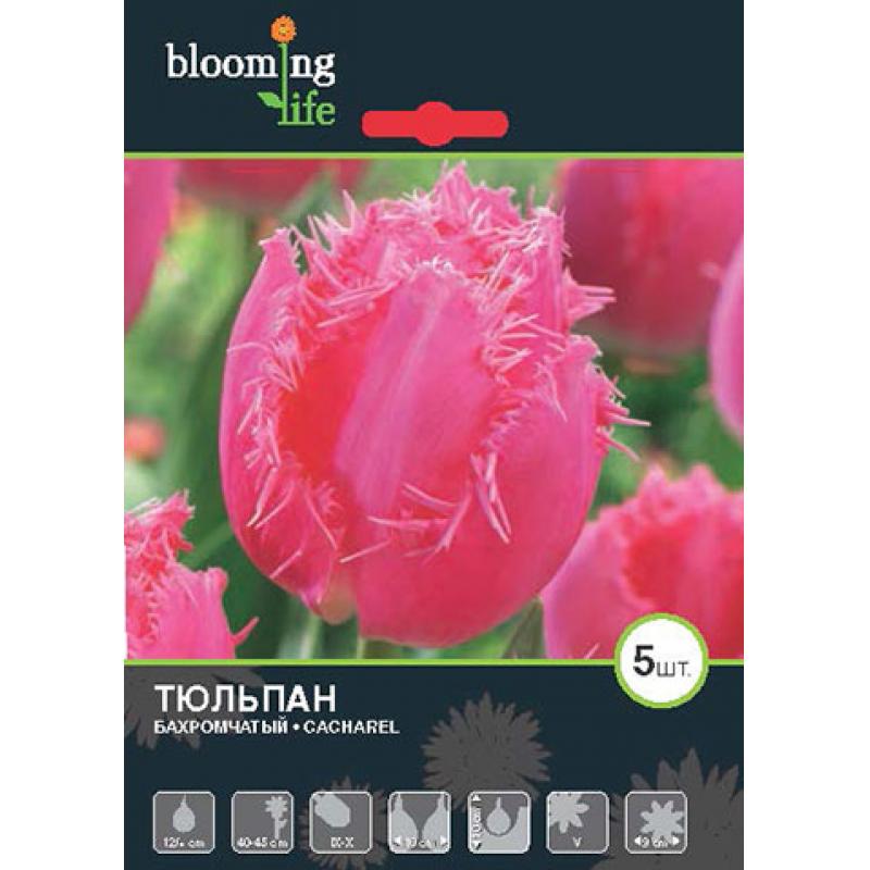 Тюльпан «Кашарель»