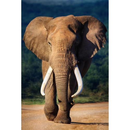 Холст «Слон большой» 40х50 см