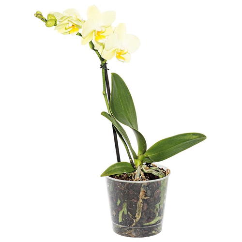 Орхидея Фаленопсис мини 1 стебель ø9 h35 см