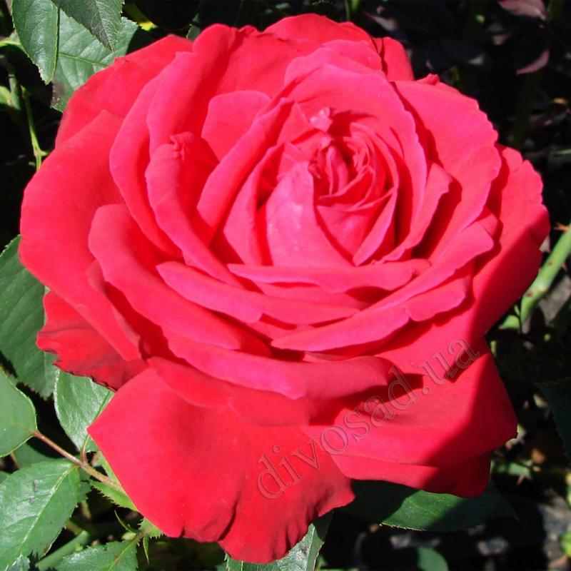Розы чайно-гибридные «Софи Лорен»