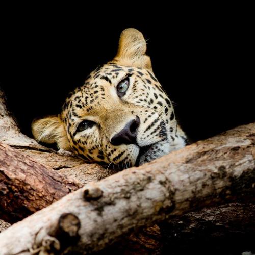 Холст 50х50 см «Леопард на дереве»