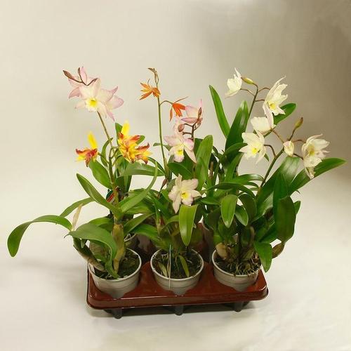 Орхидея Каттлея крупноцветковая ø12 h30 см