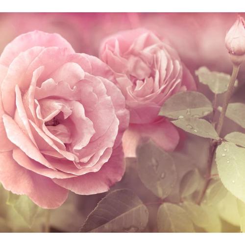 Фотообои флизелиновые «Розы» 300х270 см