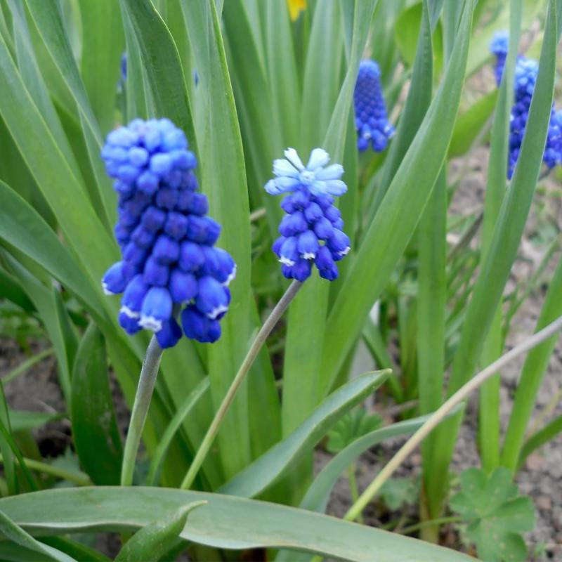 Мускари 11x20 см, 8 луковиц
