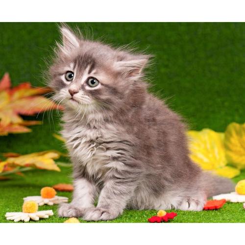 Холст 40х40 см «Котёнок и листья»