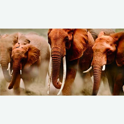 Фотообои флизелиновые «Слоны» 200х370 cм