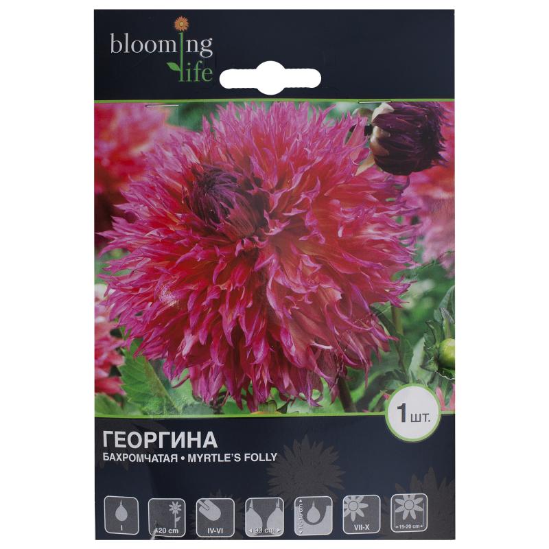 Георгина «Миртис Фолли I»