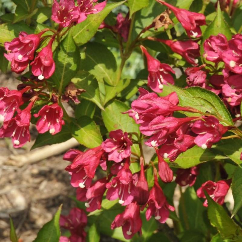 Вейгела цветущая «Ред Принц» d1730-40