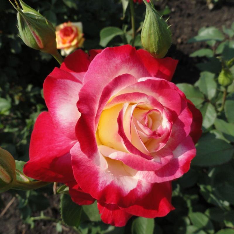 Роза чайно-гибридная «Дабл Делайт»