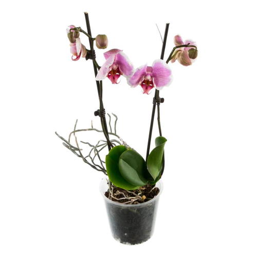 Орхидея Фаленопсис микс 1 стебель ø12 h45 см