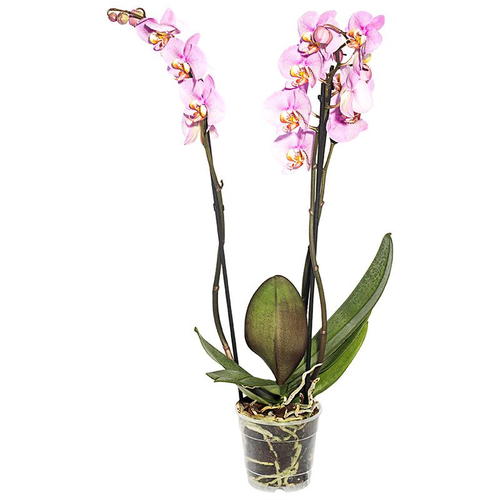 Орхидея Фаленопсис 2 стебля ø12 h50 см