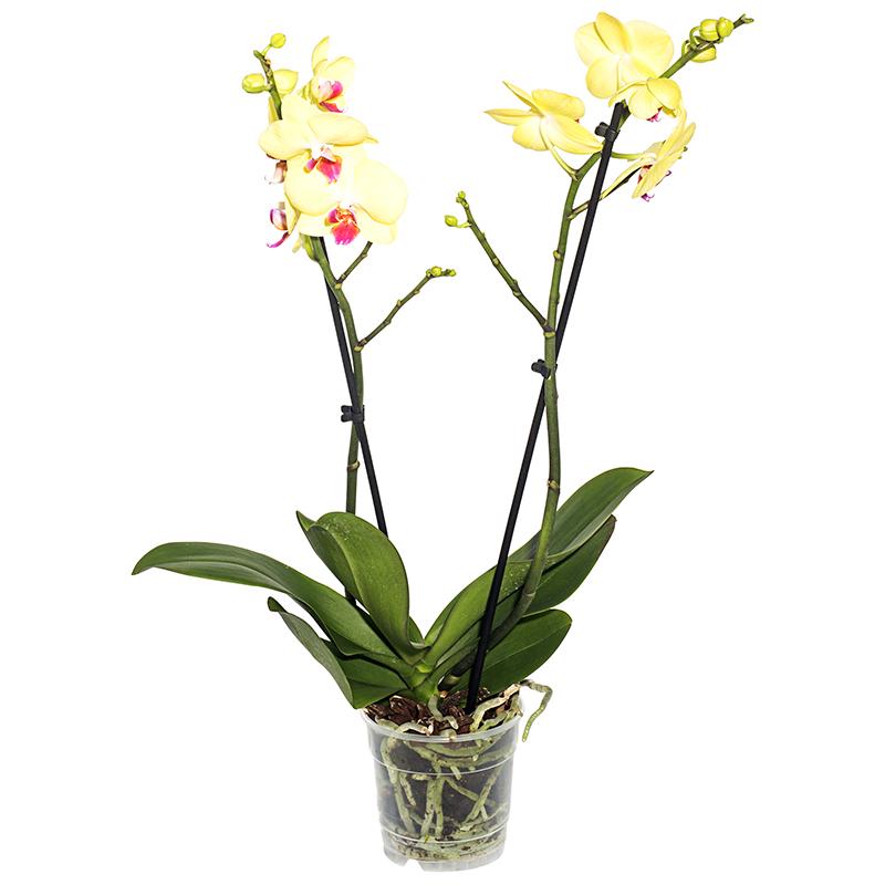 Орхидея Фаленопсис Солид Голд ø12 h60 см желтый