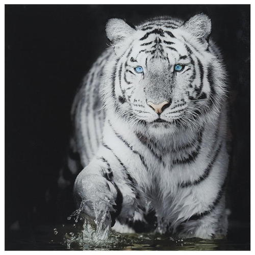 Постер на стекле 40х40 см «Тигр»