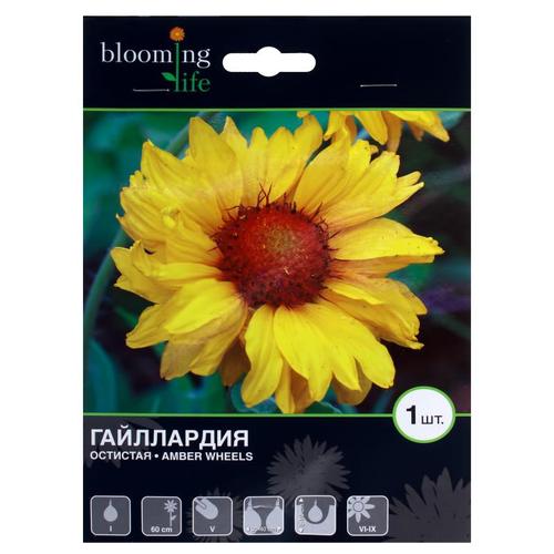 Гайллардия Эмбер Вилс (I)