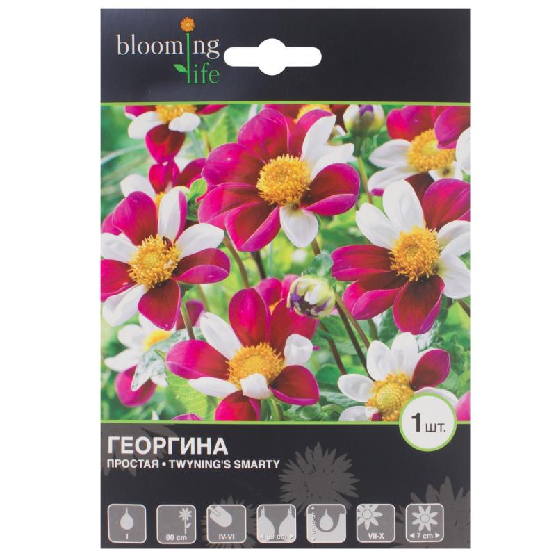 Георгина «Смарти»