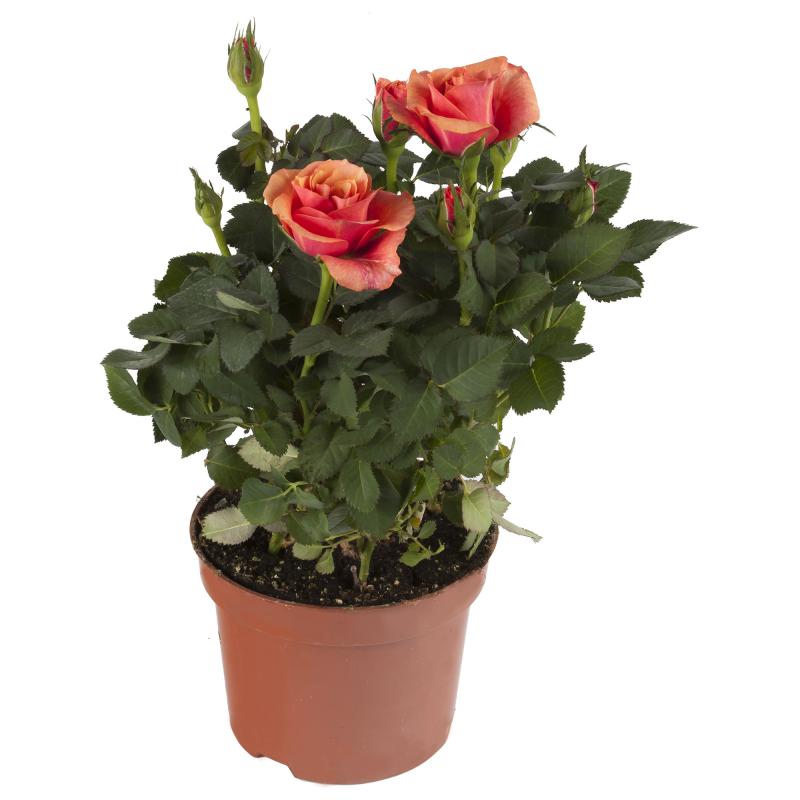 Роза «Стар Розес» микс 12x30 см