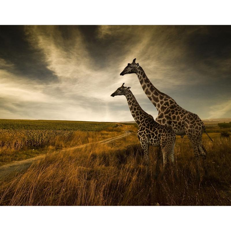 Картина на холсте «Жирафы» 40х50 см