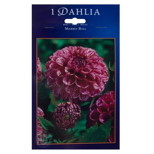 Георгина Шаровидная Марбел Болл (I)
