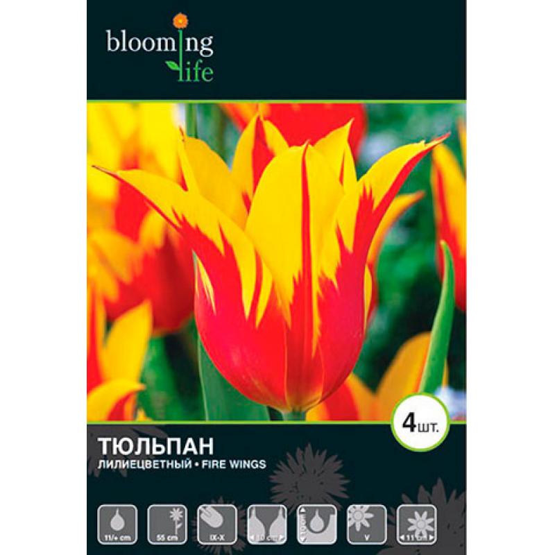 Тюльпан «Файер Вингсм