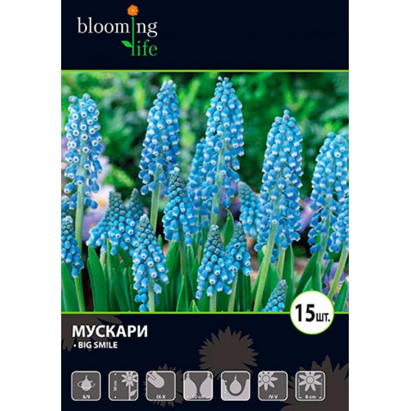 Мускари «Биг Смайл»