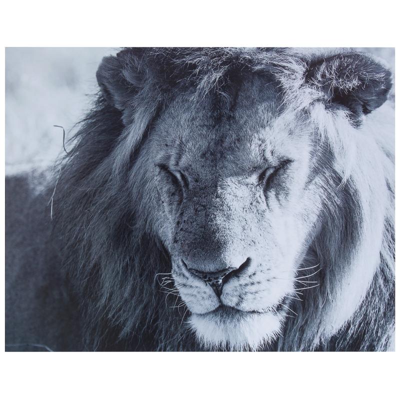 Картина без рамы 40х50 см «Дикий лев»