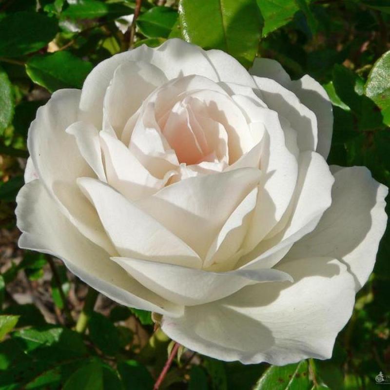 Роза флорибунда «Вайт»