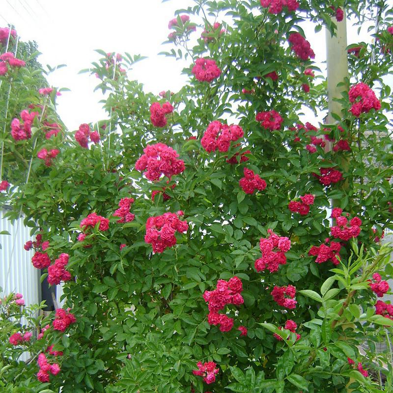 Розы плетистые «Грусс энд Холстайн»
